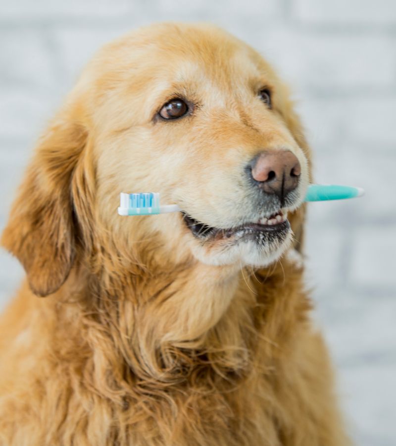 a dog holding a toothbrush in its mouth