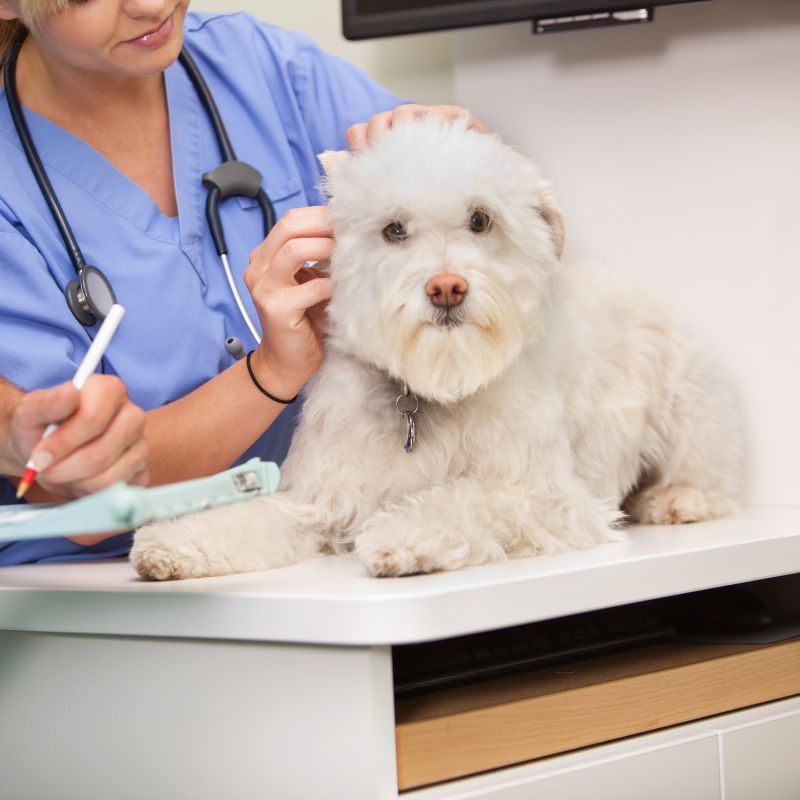 a vet in a blue scrubs and a white dog lying on a table