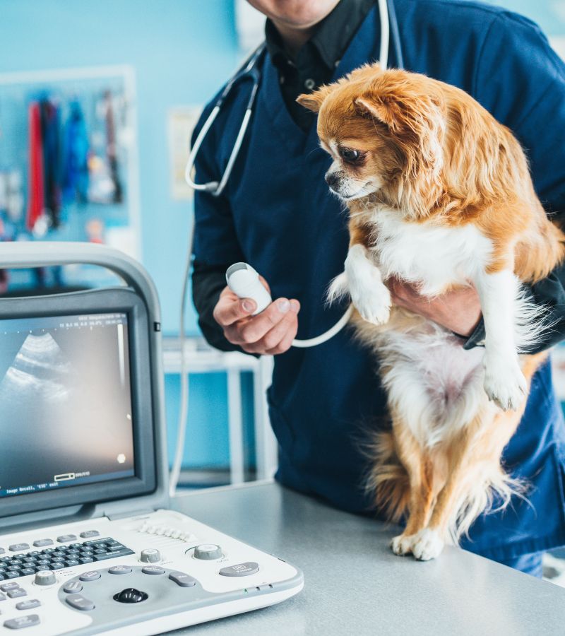 dog being examined by vet