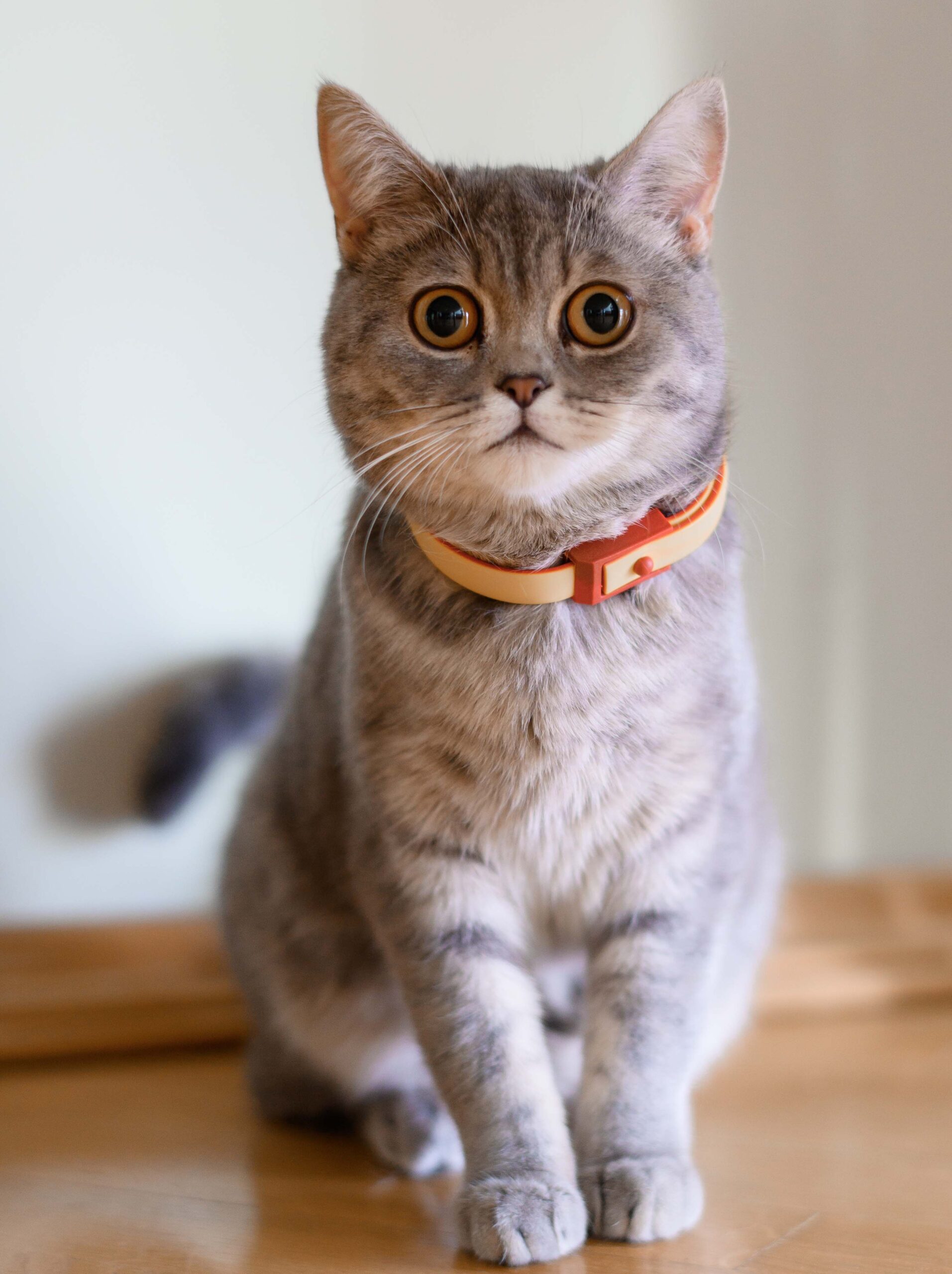 a-cat-with-a-collar