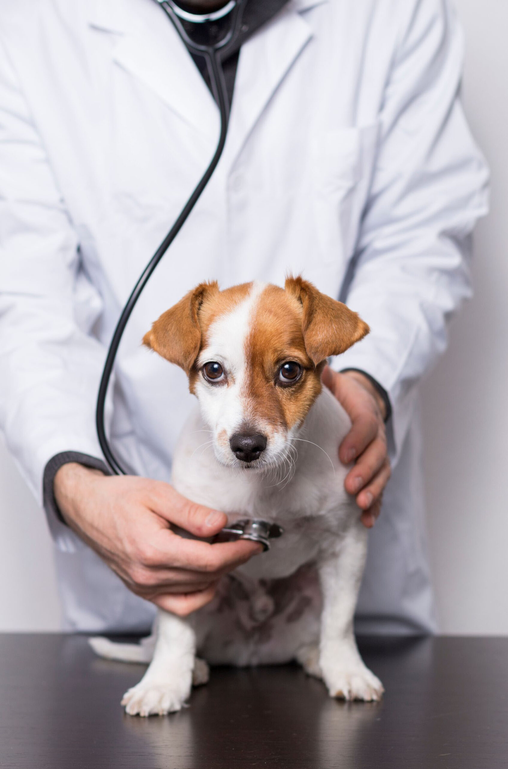 a dog being examined by a vet