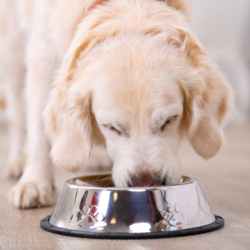 a dog eating from a bowl