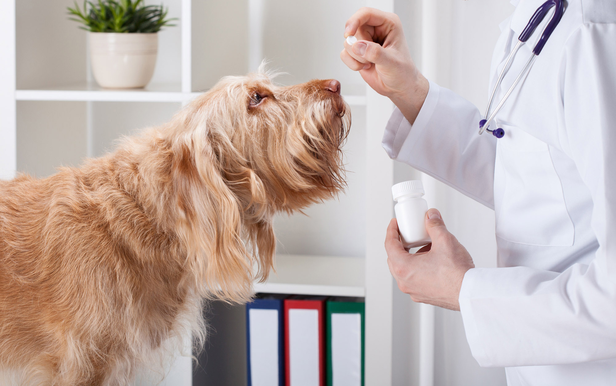 a veterinarian offering a pill to a curious dog inside a clinic