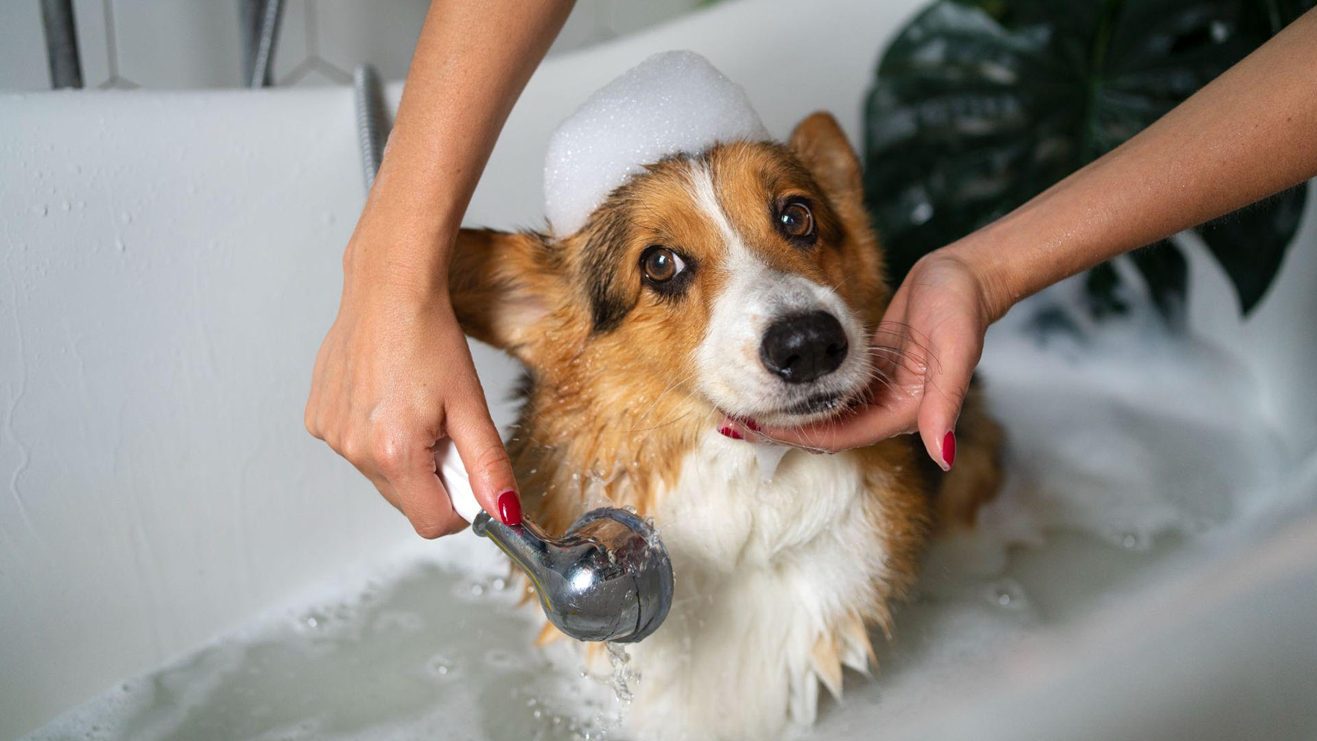 Pet Bathing & Grooming In Knoxville, TN Northshore Animal