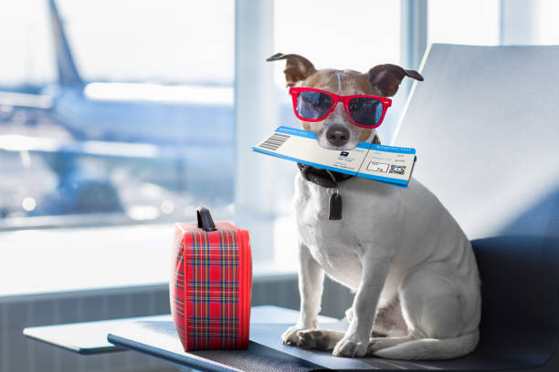 a dog wearing sunglasses and holding a ticket