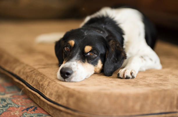a sick dog lying on a cushion