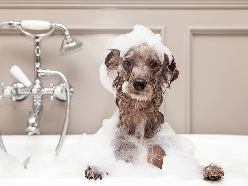 dog-in-the-bath-tub