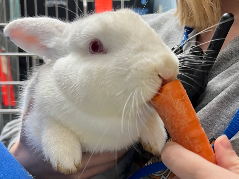 person petting a senior dog